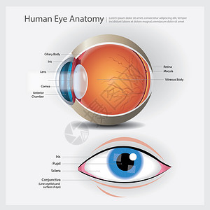 虹膜人类眼解剖矢量说明插画