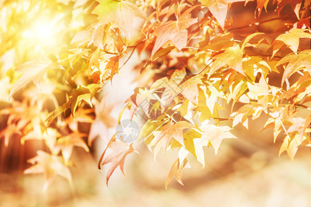秋天树枝的叶图片
