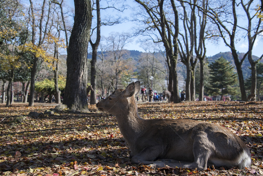 日本鹿在纳拉公园玩耍图片