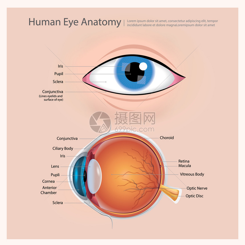 人类眼球解剖图解图片