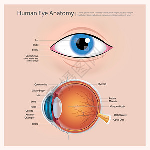 视力设计素材人类眼球解剖图解插画