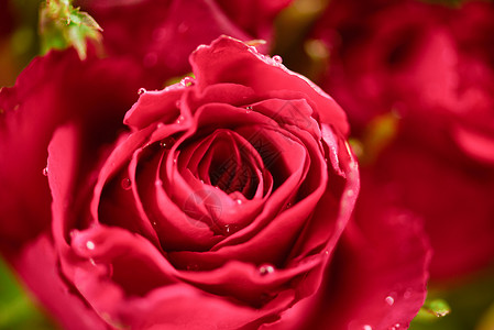 天然新鲜红玫瑰花束关闭玫瑰背景花朵浪漫的情人节概念叶高清图片素材