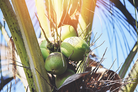 夏季在椰子树上种植棕榈果椰子图片