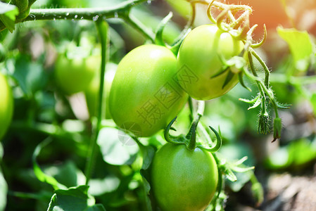 未成熟西红柿植物农业有机的绿番茄花园里种植阳光新鲜的绿色淡西红柿背景