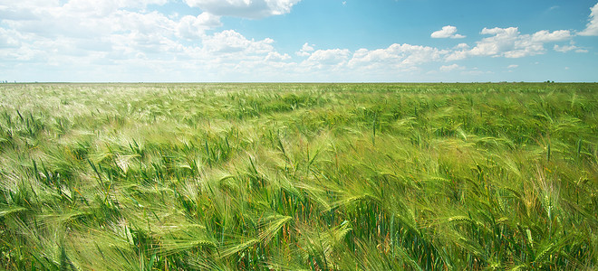 白天小麦草地自然成分图片