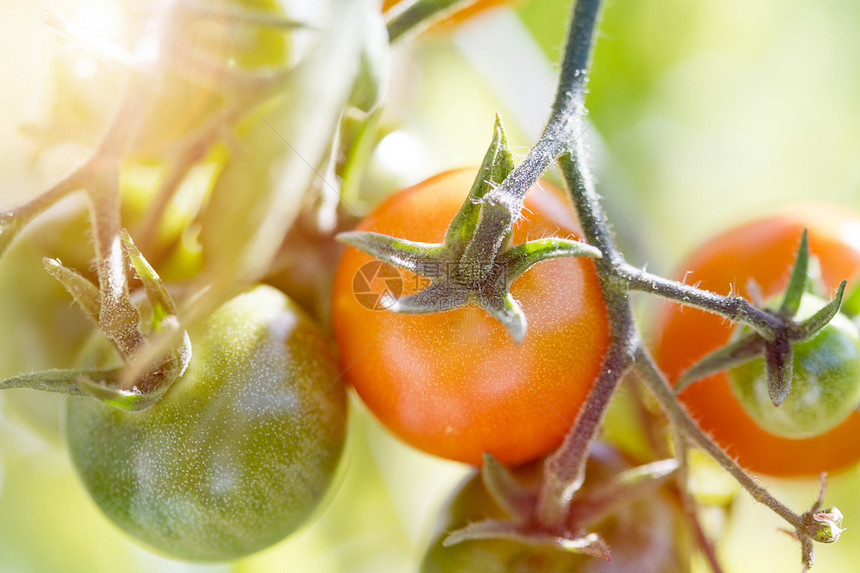 绿树枝自耕红番茄和绿色有机西红番茄贴近绿树图片