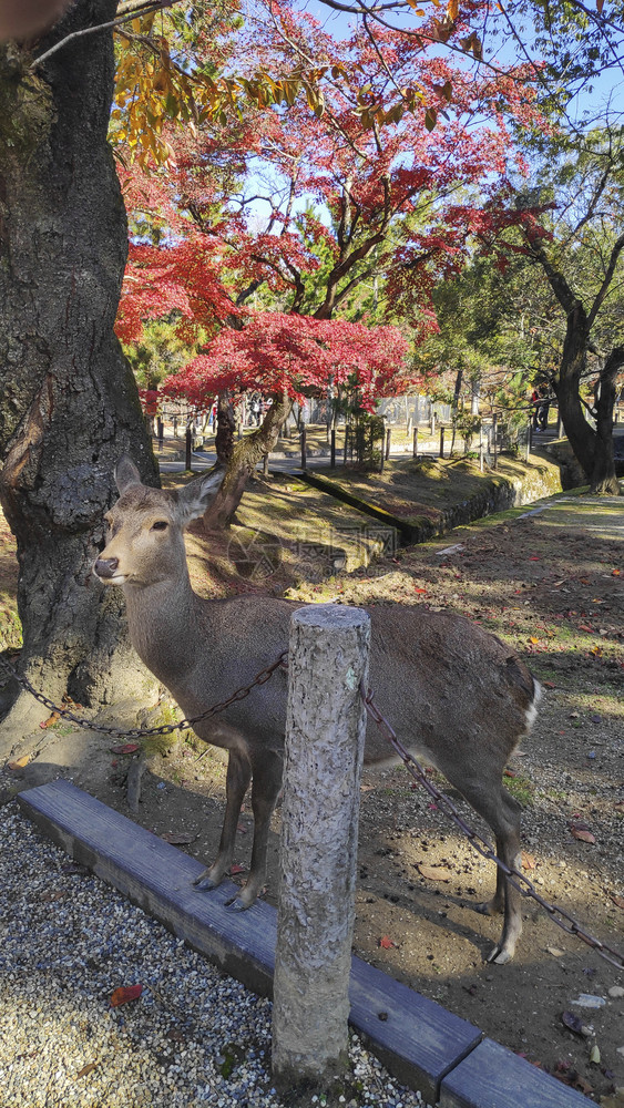 日本鹿在秋季以红木叶树为背景栖息在纳拉公园NaraPark图片