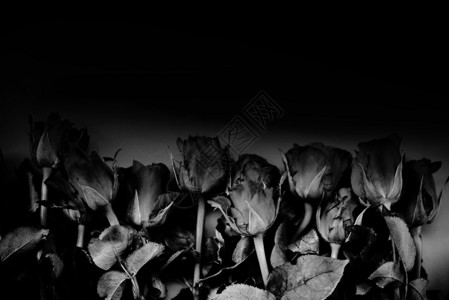 黑色背景的玫瑰花束黑色朵玫瑰情人节概念单色图片
