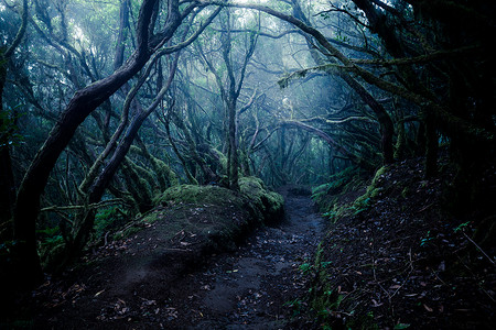 穿过深雾森林的道路朦胧高清图片素材