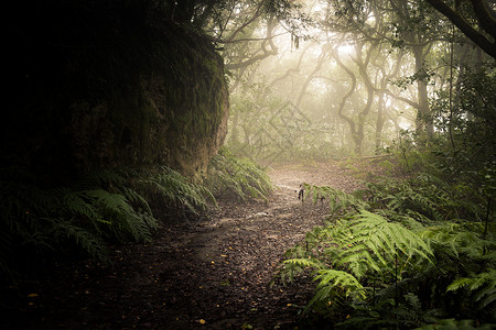 穿过黑暗的森林迷雾地景观幻想高清图片素材