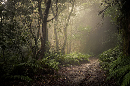 穿过黑暗的森林迷雾地景观恐怖高清图片素材