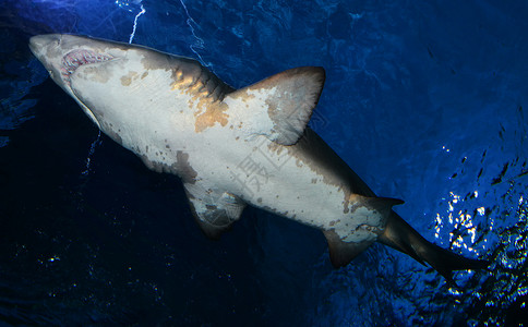 大白鲨在海底捕鱼图片