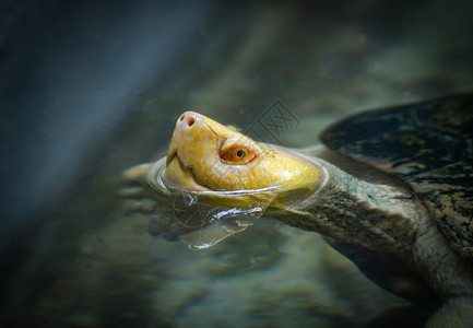 海龟头乌关闭在农场动物园海龟游泳池水面漂浮的黄头乌龟图片