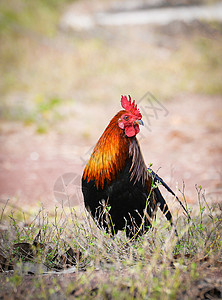 野外自然背景Bantam公鸡家禽高清图片素材