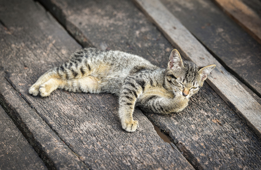 可爱的猫黑说谎亚西娅动物宠田间图片