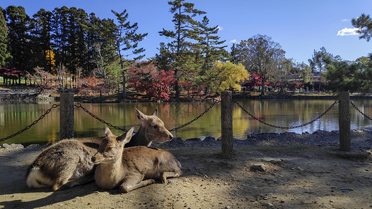 休息的鹿日本鹿在秋季以红木叶树为背景栖息在纳拉公园NaraPark背景