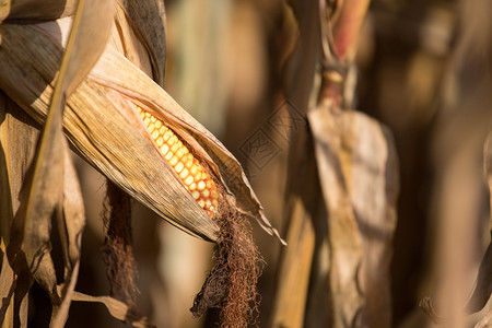 在农业田地上提取玉米关闭图片