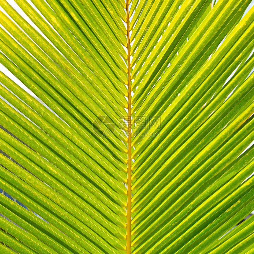 椰子棕榈叶图片