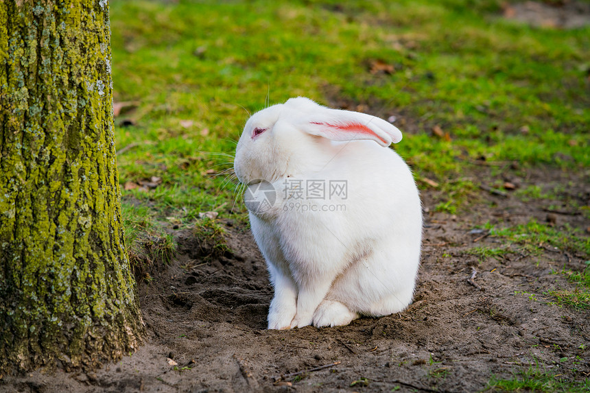 在花园里玩白兔图片