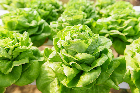 节俭养德温室有机蔬菜水养系统在花园种植的绿色生菜沙拉背景