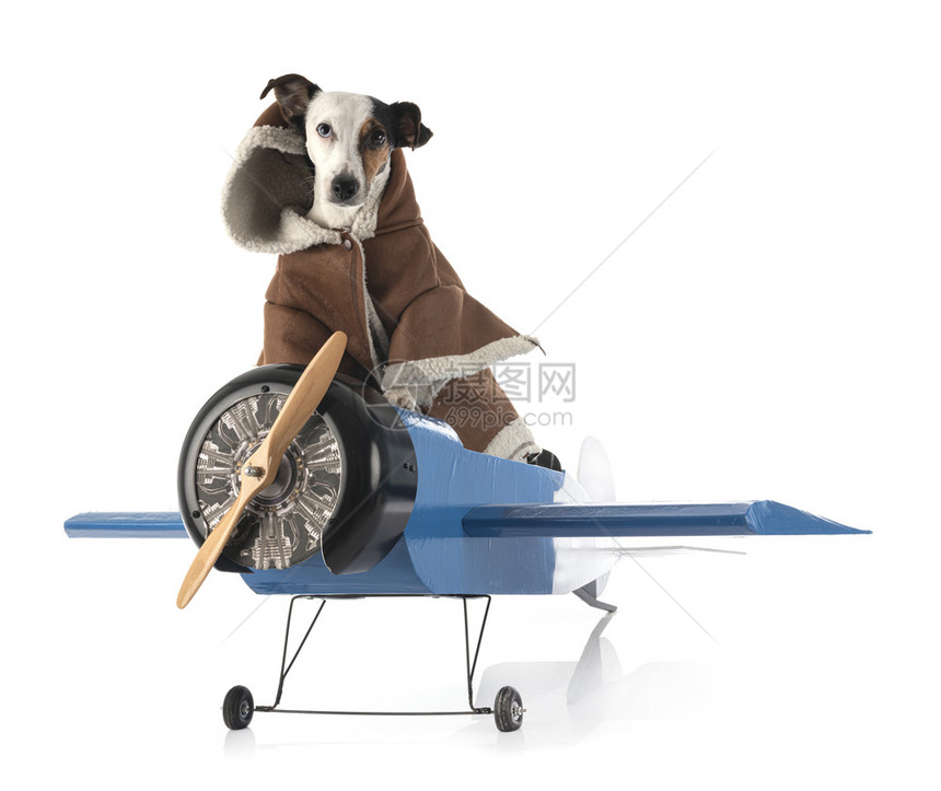 穿着衣服的小狗坐在玩具飞机上图片