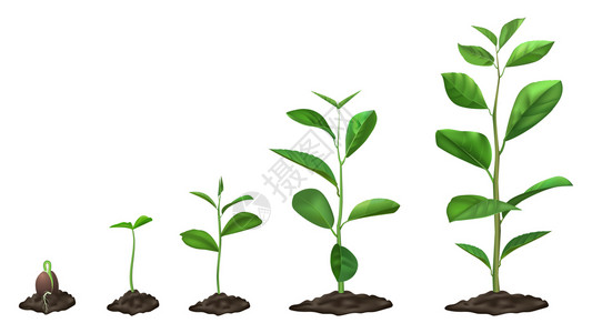 植物生长阶段卡通矢量插图背景图片