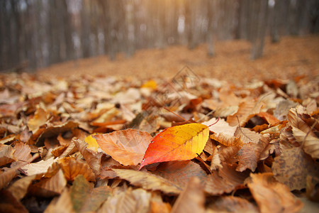 林地的秋叶图片