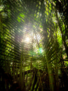 热带雨林中棕榈叶照亮阳光的抽象片热带雨林中棕榈叶照亮阳光的抽象图像图片
