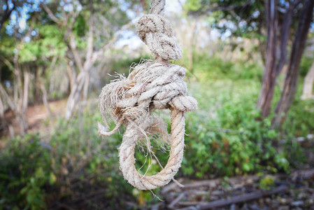 绳环结捆绑/绞索挂在树上或绳索图片