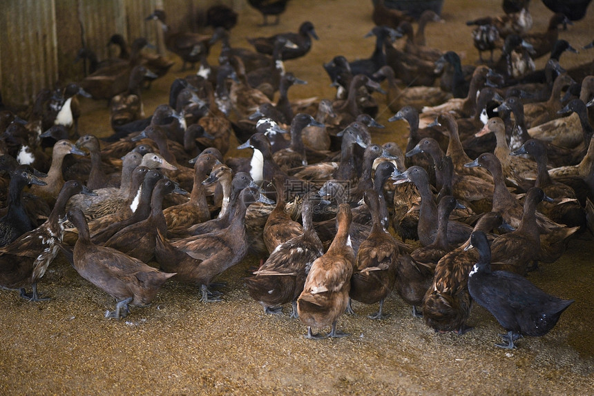当地农场大量鸭子生产蛋棕农场图片