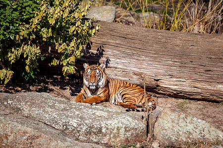 一只老虎坐在岩石上的动物园里自然高清图片素材