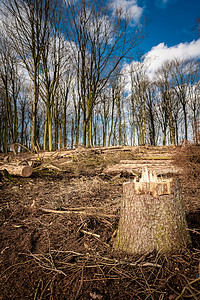 非法砍伐森林毁坏雨林高清图片素材