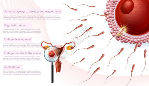 精子和卵子现实的科学的图片素材