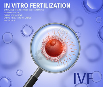 通过关于受Sperm攻击的鸡蛋放大镜查看在体外受精阶段刺激卵Emplyo开发转入Urtrus植入IVF矢量现实说明插画