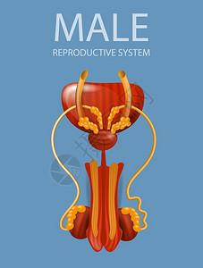 泌尿生殖系统男性生殖系统插画插画