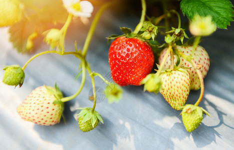 在草莓田种植果子在花园植物树草莓农场业概念中种植绿叶图片