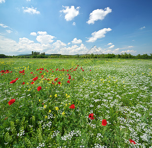 白天的春草和美丽花朵自然构成背景图片
