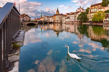 瑞士最大的城市苏黎世老日出时在Limmat河Fraumunster河和圣彼得教堂游泳的白色天鹅瑞士最大的城市苏黎世地标高清图片素材
