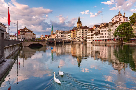 瑞士最大的城市苏黎世老日出时在Limmat河Fraumunster河和圣彼得教堂游泳的白色天鹅瑞士最大的城市苏黎世城市景观高清图片素材