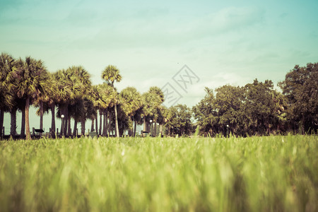 绿春公园有新鲜草树木棕榈美丽的自然背景图片