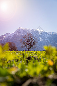 春季绿草树木和雪山图片