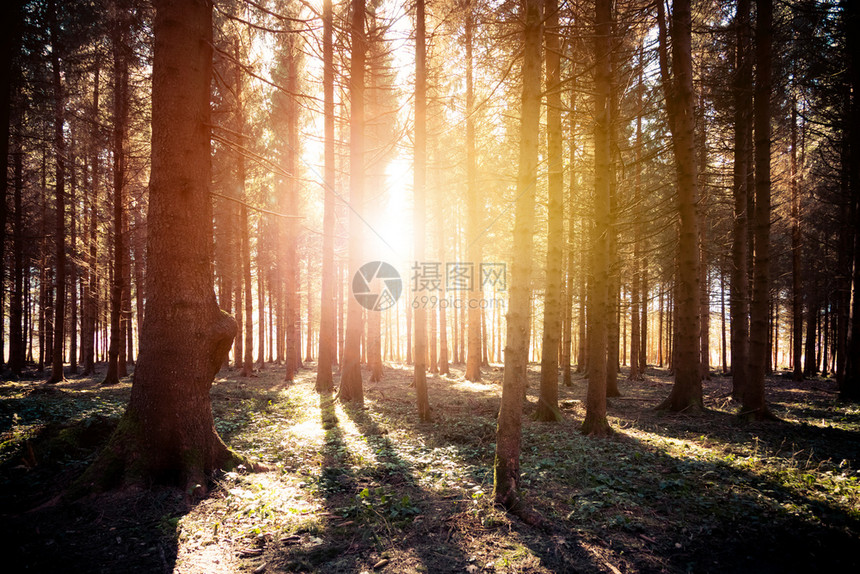 林地春日树干和光芒中有魔法的日落和太阳光束图片
