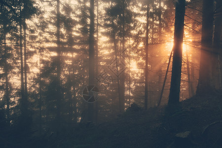 春天的清晨阳光穿过森林图片