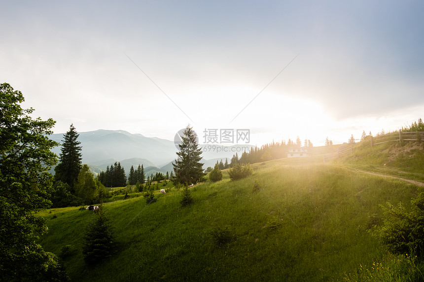 山上的绿草地图片