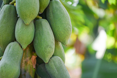树上的木瓜种植绿木瓜果实的挂在花园农场业木瓜树上用于烹饪亚洲食品中流行的木瓜沙拉背景