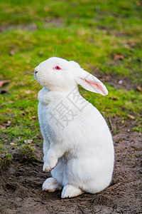 在花园里玩白兔背景图片