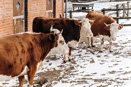 棕色和白奶牛在冬季靠近农场大楼高清图片