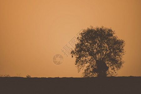 树上日落复制空间日落时背景国家的高清图片素材