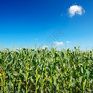 新鲜的绿色玉米树枝与明亮的蓝天相对照背景图片
