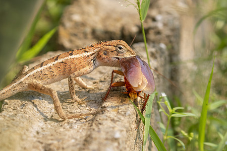 昆虫吃变色龙变色龙在自然背景上吃蟑螂的影像背景